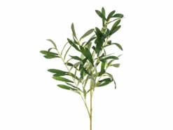 Olivengren, 91cm