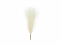 Pampas gress lys krem, 10x45